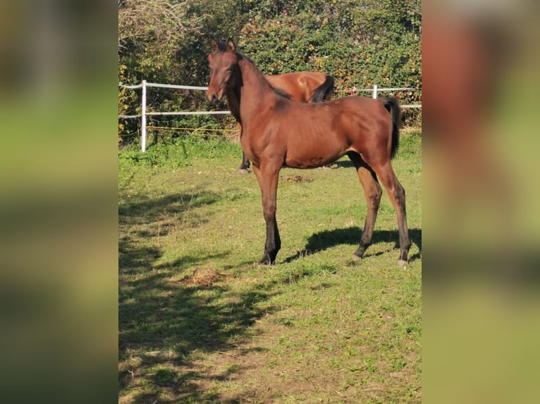 Shagya Arabian Stallion Foal (06/2024) 13,1 hh Brown in Gyóró