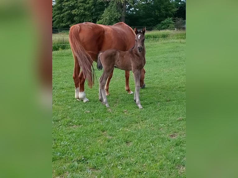 Shagya Arabian Stallion Foal (06/2026) 15.2 hh Bay-Dark in Nienhagen