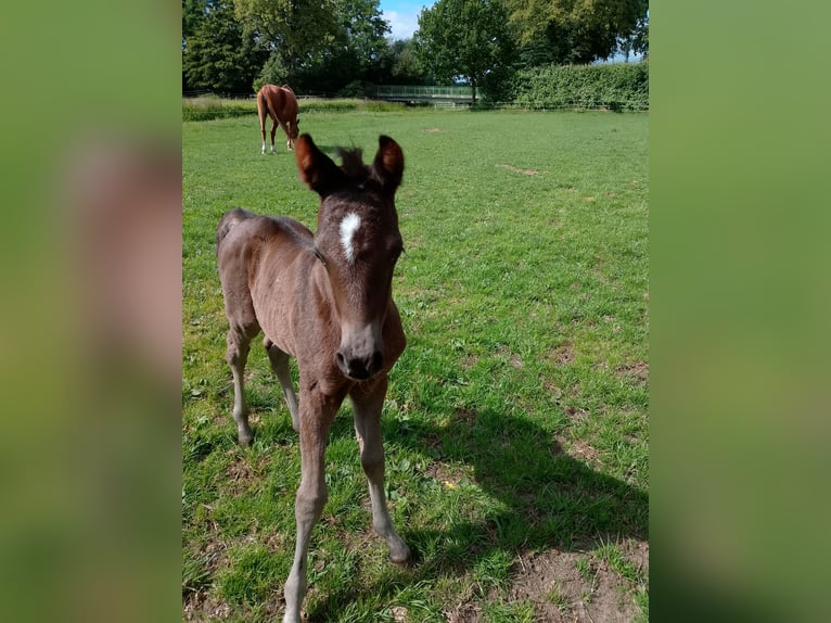 Shagya Arabian Stallion Foal (06/2026) 15.2 hh Bay-Dark in Nienhagen
