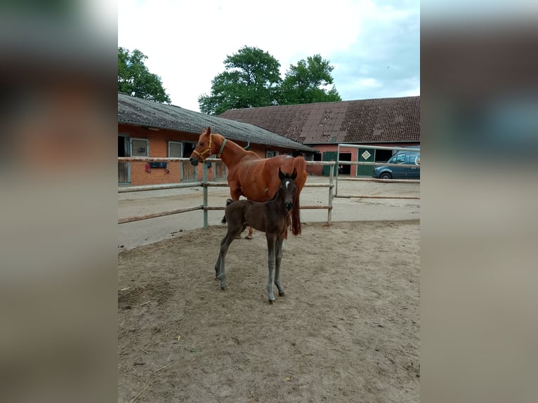 Shagya Arabian Stallion Foal (06/2026) 15.2 hh Bay-Dark in Nienhagen