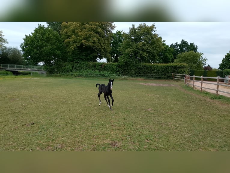 Shagya Arabian Stallion  16 hh Black in Nienhagen
