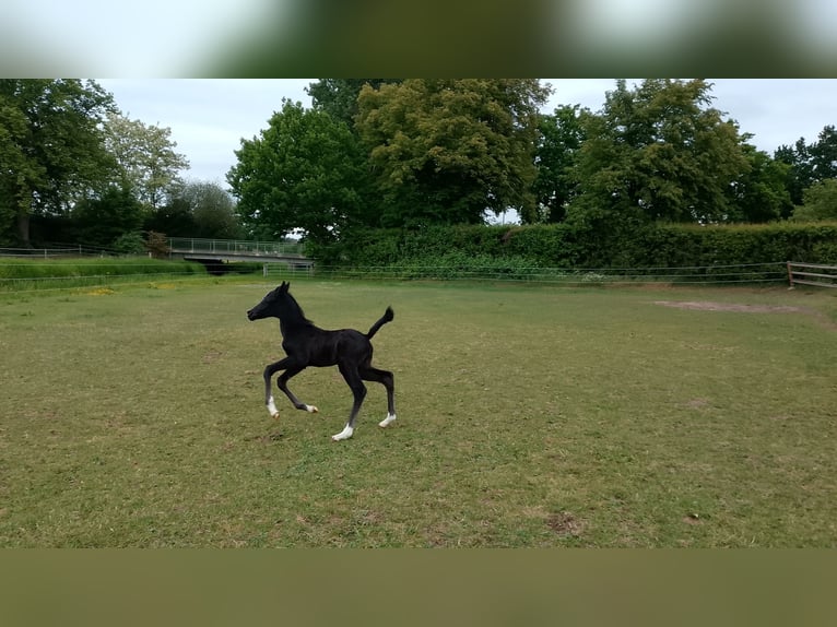 Shagya Arabian Stallion  16 hh Black in Nienhagen