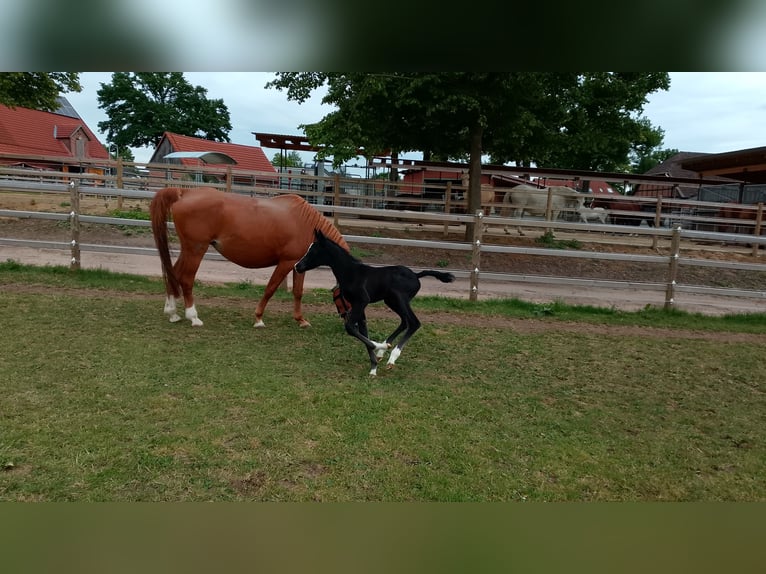 Shagya Arabian Stallion  16 hh Black in Nienhagen