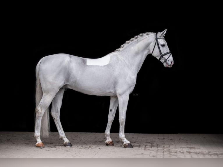 Shagya Arabian Stallion Gray in Aukrug