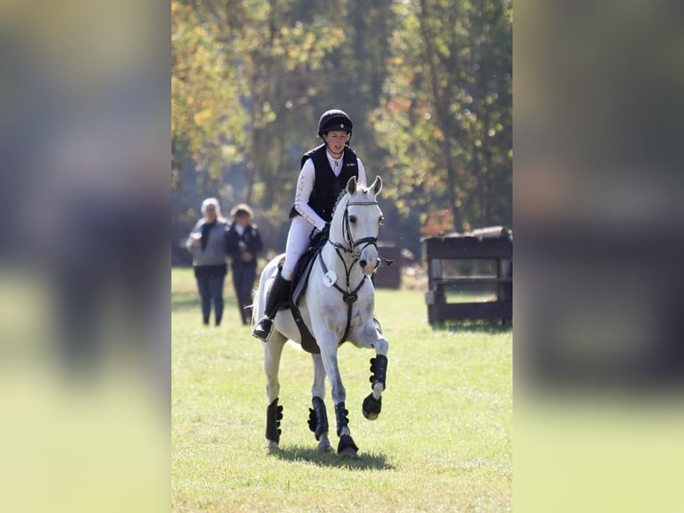 Shagya Arabian Stallion Gray in Aukrug