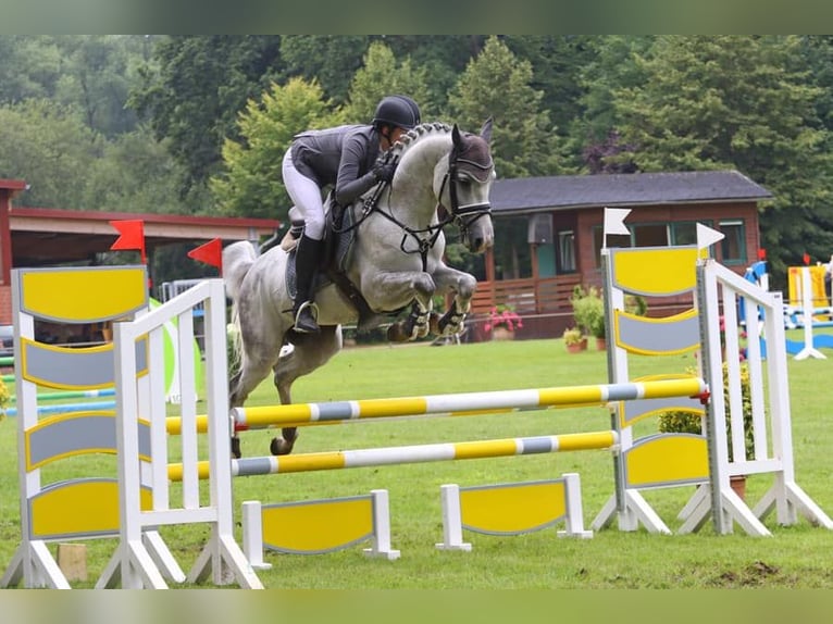 Shagya Arabian Stallion Gray in Aukrug