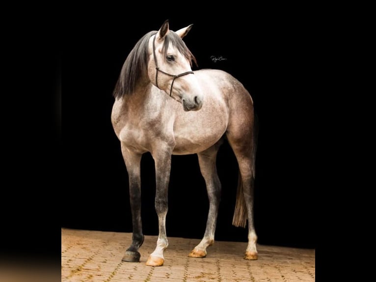 Shagya Arabian Stallion Gray in Rotenburg an der Fulda