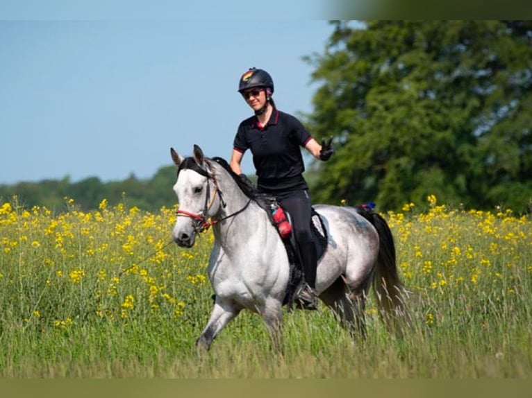 Shagya Arabian Stallion Gray in Rotenburg an der Fulda