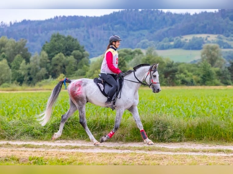 Shagya Arabian Stallion Gray in Rotenburg an der Fulda