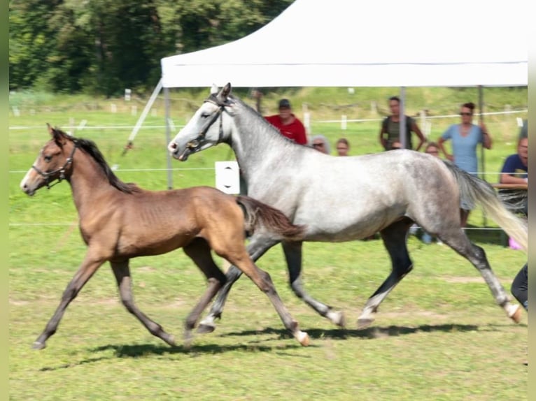 Shagya Arabian Stallion Gray in Rotenburg an der Fulda