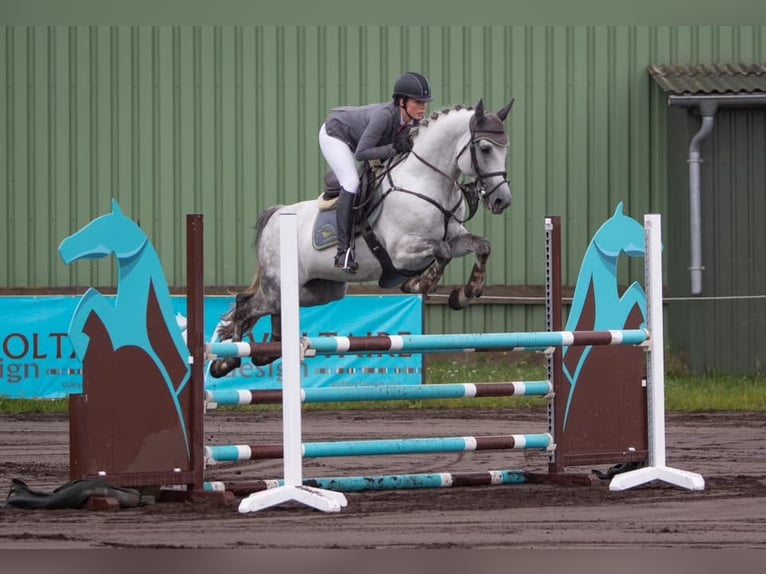 Shagya Arabian Stallion Gray in Aukrug