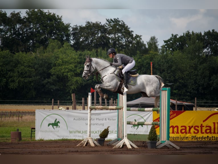 Shagya Arabian Stallion Gray in Aukrug