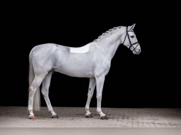 Shagya Arabian Stallion Grey in Aukrug