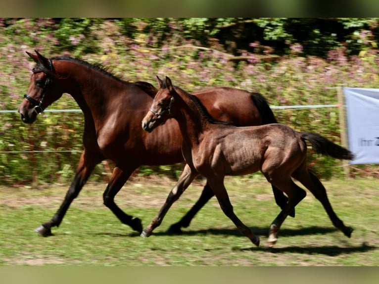 Shagya Arabian Stallion Grey in Rotenburg an der Fulda