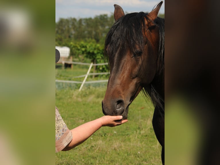 Shagya Arabier Hengst 11 Jaar 158 cm Bruin in Wien, Liesing