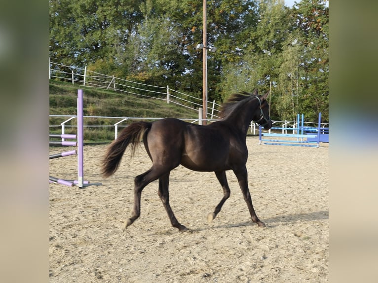 Shagya Arabier Hengst 1 Jaar 160 cm Donkere-vos in Neuhaus in der Wart