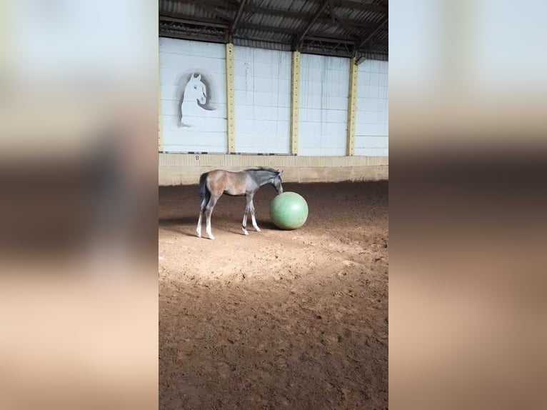 Shagya Arabier Hengst 1 Jaar 160 cm Schimmel in Friesack
