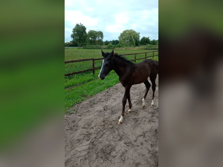 Shagya Arabier Hengst 1 Jaar 160 cm Zwartschimmel in Nienhagen