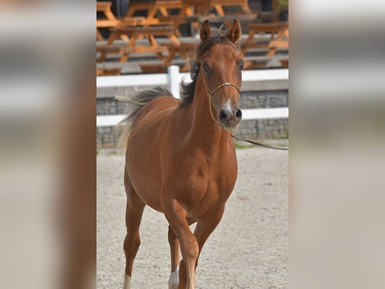 Shagya Arabier Hengst 1 Jaar Bruin in Plzen
