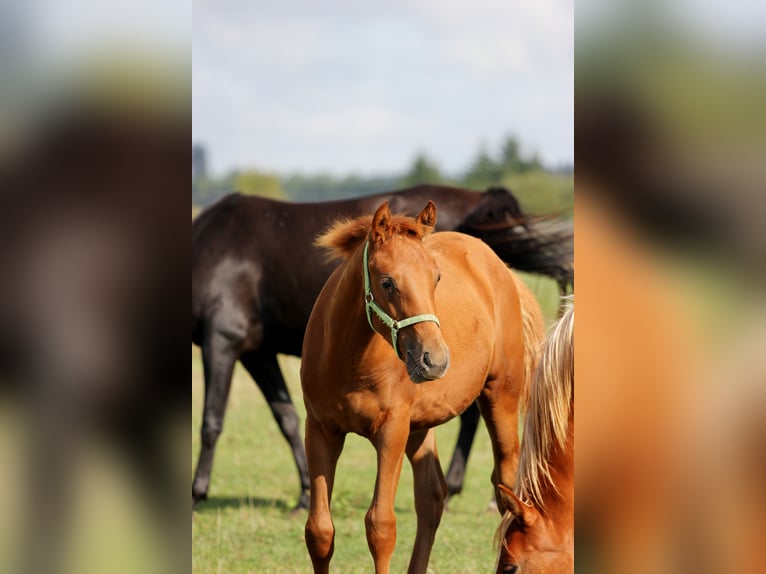 Shagya Arabier Hengst 1 Jaar Roodvos in Plzen
