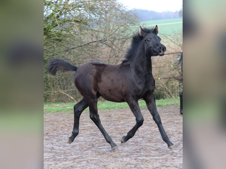 Shagya Arabier Mix Hengst 2 Jaar 154 cm kan schimmel zijn in Rotenburg an der Fulda