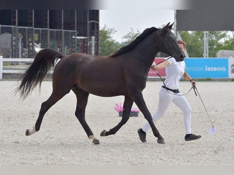 Shagya Arabier Hengst 2 Jaar 155 cm Zwart in Kladruby