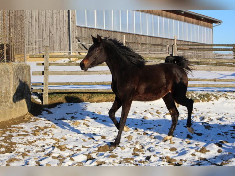 Shagya Arabier Hengst 2 Jaar Bruin in Tiefenbach