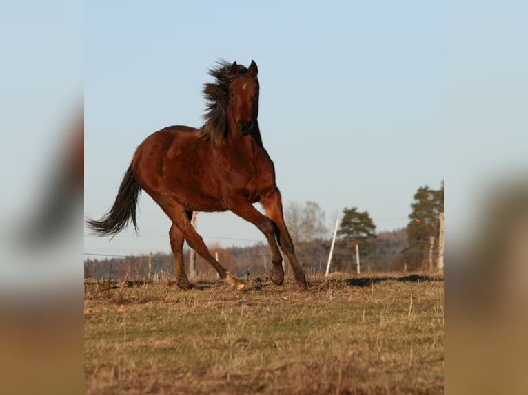 Shagya Arabier Hengst 2 Jaar Bruin in Plzen