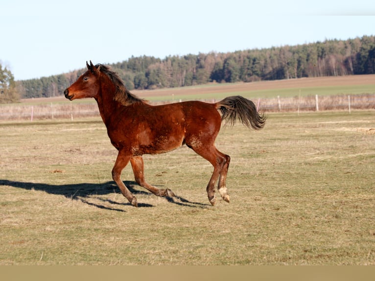 Shagya Arabier Hengst 2 Jaar Bruin in Plzen