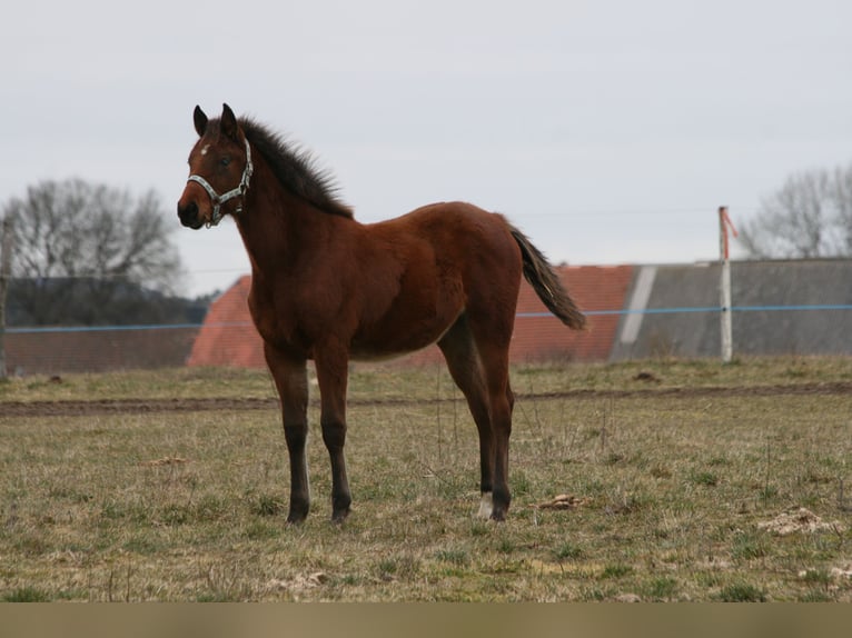 Shagya Arabier Hengst 2 Jaar Bruin in Plzen