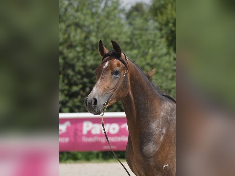 Shagya Arabier Hengst 2 Jaar Schimmel in Plzen