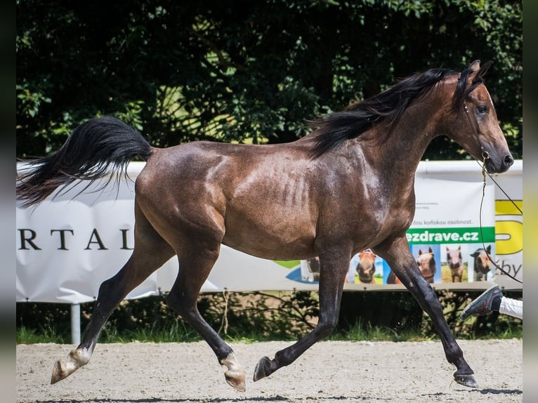 Shagya Arabier Hengst 2 Jaar Schimmel in Plzen