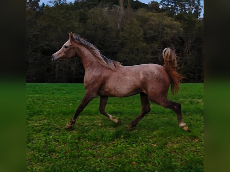 Shagya Arabier Hengst 3 Jaar 153 cm Rood schimmel in El Bosque