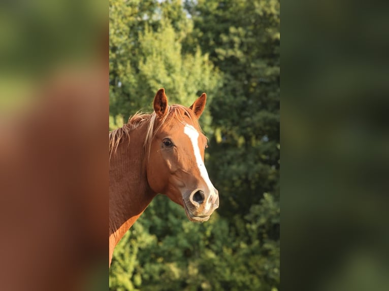 Shagya Arabier Hengst 3 Jaar 154 cm Vos in plzen