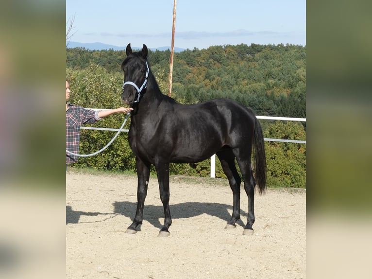 Shagya Arabier Hengst 3 Jaar 160 cm Schimmel in Neuhaus in der Wart