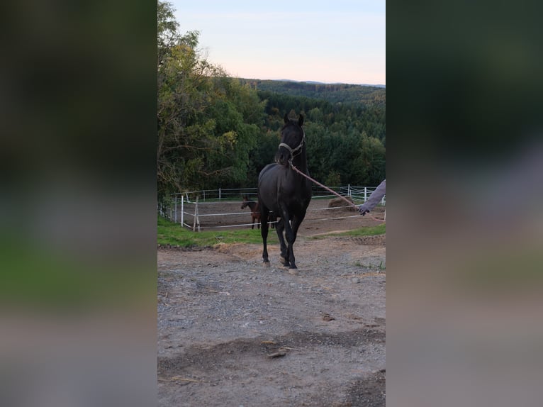 Shagya Arabier Hengst 3 Jaar 160 cm Schimmel in Neuhaus in der Wart