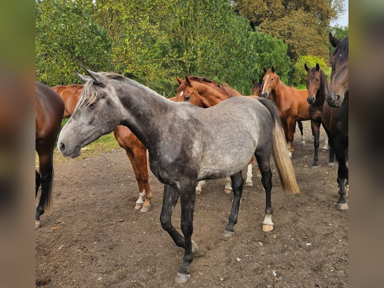Shagya Arabier Hengst 3 Jaar 163 cm Schimmel in Fürstenberg