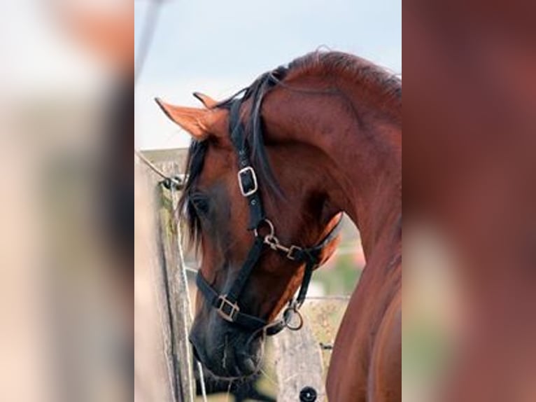 Shagya Arabier Hengst Bruin in Zeesen