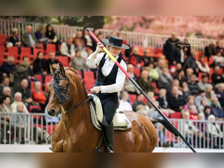 Shagya Arabier Hengst Bruin in Zeesen