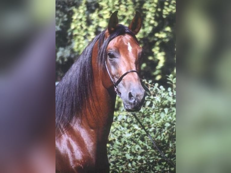 Shagya Arabier Hengst Bruin in Zeesen