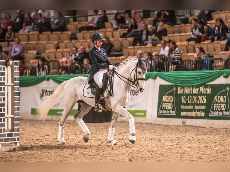 Shagya Arabier Hengst Schimmel in Aukrug