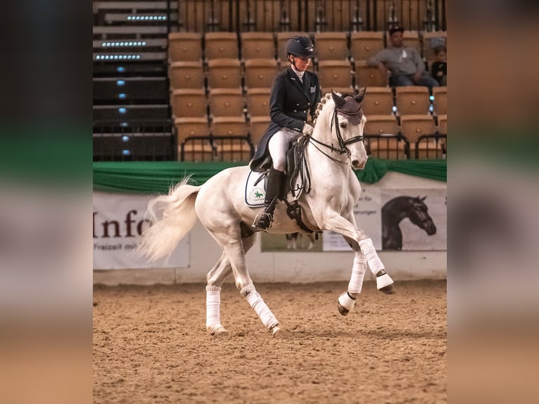 Shagya Arabier Hengst Schimmel in Aukrug