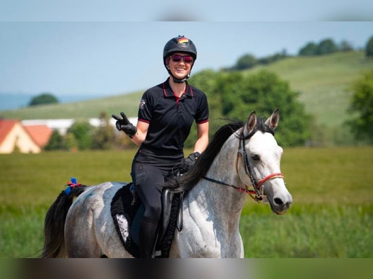 Shagya Arabier Hengst Schimmel in Rotenburg an der Fulda