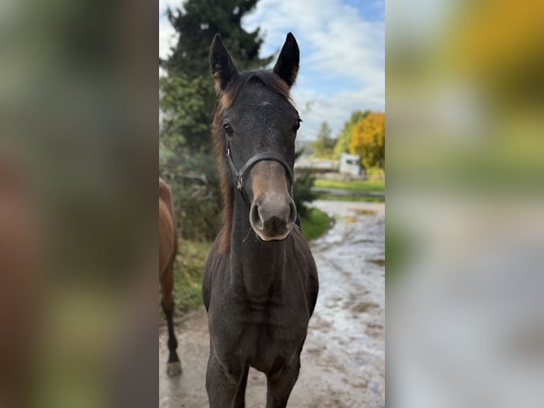 Shagya Arabier Hengst Schimmel in Rotenburg an der Fulda