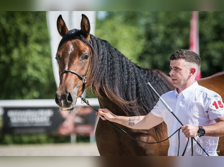 Shagya Arabier Hengst Schimmel in Rotenburg an der Fulda