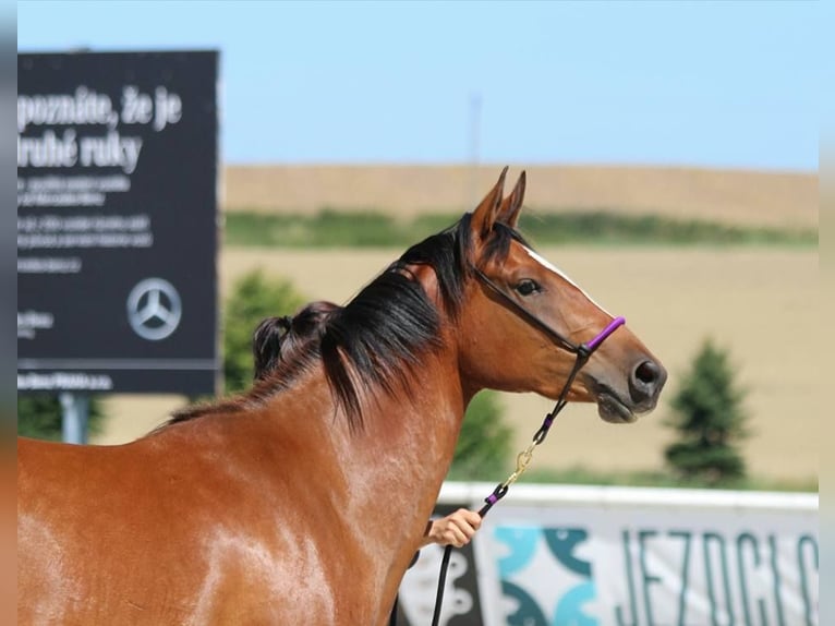Shagya Arabier Merrie 10 Jaar 153 cm in Kladruby