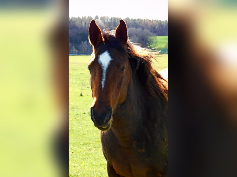 Shagya Arabier Merrie 10 Jaar 153 cm in Kladruby
