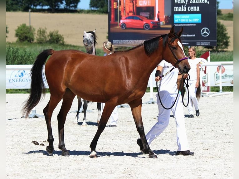 Shagya Arabier Merrie 10 Jaar 153 cm in Kladruby