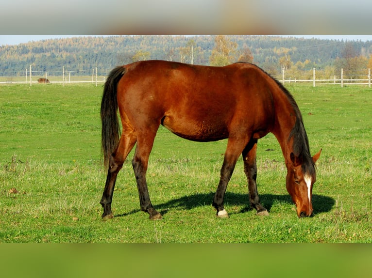 Shagya Arabier Merrie 10 Jaar 153 cm in Kladruby