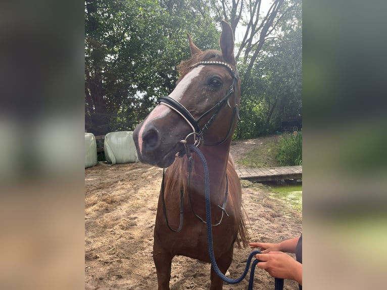 Shagya Arabier Merrie 12 Jaar 152 cm Donkere-vos in Timmendorfer Strand